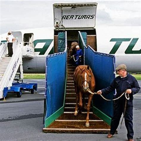 how are horses transported overseas